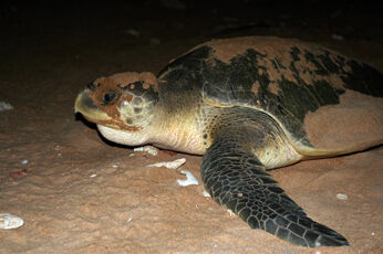 Meet Olive Ridley, we did last Tuesday evening!