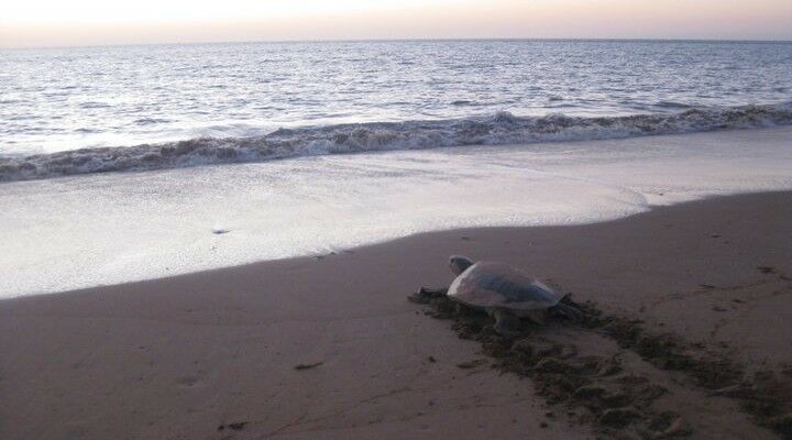 Bare Sand Island Sea Turtle research