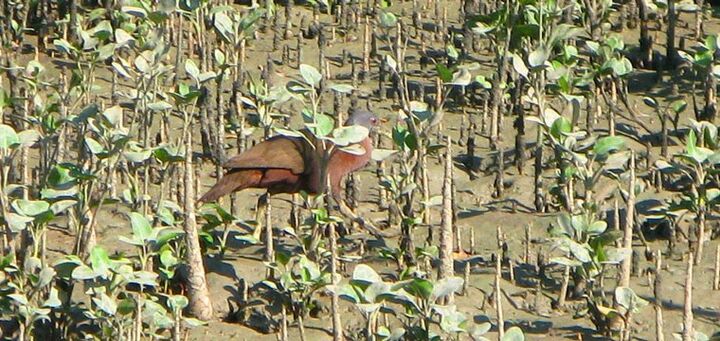 Let's go on a chestnut rail expedition